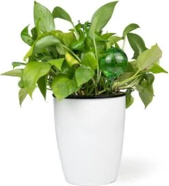 Merkloos Decopatent® 4 Stuks - Waterdruppelaar Voor Planten - Watergever - Glas - Waterbollen - Watergeefsysteem - Plantenbollen - Groen -Tuinen Speciaal Winkel 1091x1200