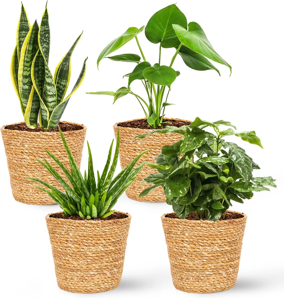 WL Plants - Maki Naturel - Set Van 4 - Plantenmand - Plantenmand Binnen - Bloempot - Plantenhouder - Bloempotten Voor Binnen - Gemaakt Van Riet - 11cm Hoog - 12cm Diameter 4 WL Plants - Maki Naturel - Set Van 4 - Plantenmand - Plantenmand Binnen - Bloempot - Plantenhouder - Bloempotten Voor Binnen - Gemaakt Van Riet - 11cm Hoog - 12cm Diameter - Afbeelding 2