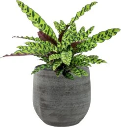 Merkloos Pot Esra Mystic Grey Bloempot Binnen 22 Cm -Tuinen Speciaal Winkel 1144x1200