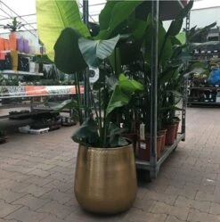 Merkloos Bloempot Karakter Goud - L -Tuinen Speciaal Winkel 1191x1200 7