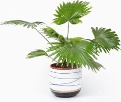 Bloempotten Binnen - Keramiek - Gouden Rand - Bloempot Buiten - Afvoergat 24 - Small Set Van 3 - 15 Cm -Tuinen Speciaal Winkel 1200x1016