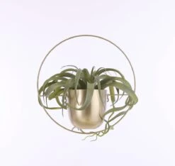 Mica Decorations Dexter Bloempot Wand - L34 X B14 X H34 Cm - Goud -Tuinen Speciaal Winkel 1200x1137 1