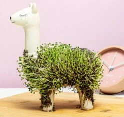 Gift Republic Lama Bloempot Met Zaadjes -Tuinen Speciaal Winkel 1200x1137