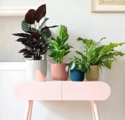 Elho Vibes Fold Rond 30 - Bloempot Voor Binnen - Ø 29.5 X H 27.2 Cm - Delicaat Roze -Tuinen Speciaal Winkel 1200x1149 4