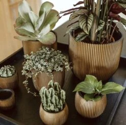 Capi Europe - Bloempot Bol Groove - 23x21 - Goud - Bloempot Voor Binnen - BGVGB134 15 Capi Europe - Bloempot Bol Groove - 23x21 - Goud - Bloempot Voor Binnen - BGVGB134 -Tuinen Speciaal Winkel 1200x1191 3