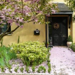 Talen Tools - Voetenveger - Dubbel - Harde Kunststof Borstels -Tuinen Speciaal Winkel 1200x1200 1456