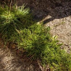 Kantensnijder -Tuinen Speciaal Winkel 1200x1200 1822