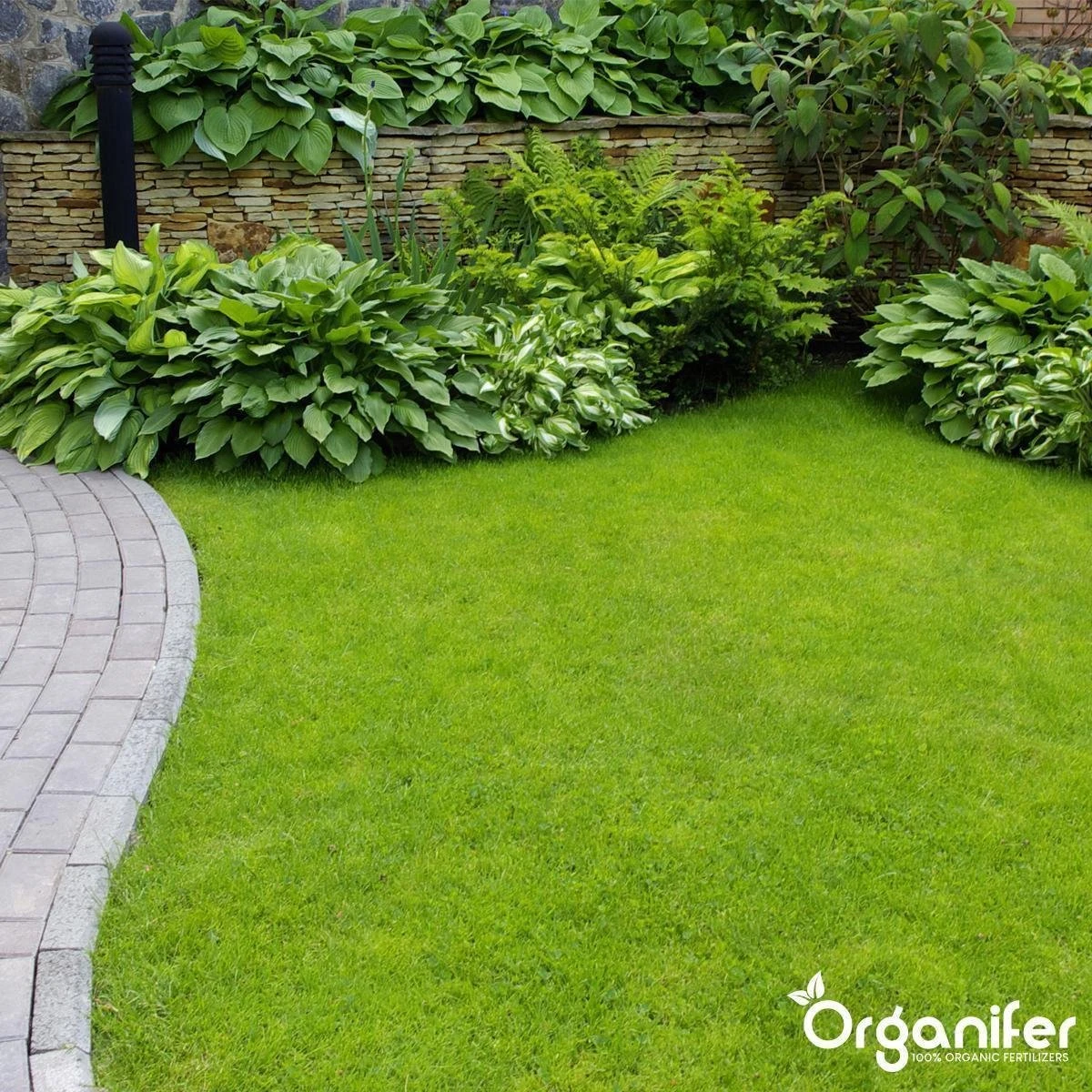 Koemestkorrels 3in1 (20Kg Voor 200m2) Allround Organische Meststof - Direct Opneembare Voeding - Langdurige Werking > 120 Dagen - Geurloos - Verbeterd Bodem - Lavameel Toevoeging - Versterkt Gras En Planten - Organifer 7 Koemestkorrels 3in1 (20Kg Voor 200m2) Allround Organische Meststof - Direct Opneembare Voeding - Langdurige Werking > 120 Dagen - Geurloos - Verbeterd Bodem - Lavameel Toevoeging - Versterkt Gras En Planten - Organifer - Afbeelding 5