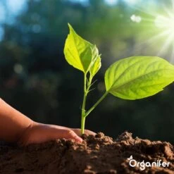 Koemestkorrels 3in1 (20Kg Voor 200m2) Allround Organische Meststof - Direct Opneembare Voeding - Langdurige Werking > 120 Dagen - Geurloos - Verbeterd Bodem - Lavameel Toevoeging - Versterkt Gras En Planten - Organifer 19 Koemestkorrels 3in1 (20Kg Voor 200m2) Allround Organische Meststof - Direct Opneembare Voeding - Langdurige Werking > 120 Dagen - Geurloos - Verbeterd Bodem - Lavameel Toevoeging - Versterkt Gras En Planten - Organifer -Tuinen Speciaal Winkel 1200x1200 1843