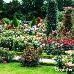 Koemestkorrels 3in1 (20Kg Voor 200m2) Allround Organische Meststof - Direct Opneembare Voeding - Langdurige Werking > 120 Dagen - Geurloos - Verbeterd Bodem - Lavameel Toevoeging - Versterkt Gras En Planten - Organifer 20 Koemestkorrels 3in1 (20Kg Voor 200m2) Allround Organische Meststof - Direct Opneembare Voeding - Langdurige Werking > 120 Dagen - Geurloos - Verbeterd Bodem - Lavameel Toevoeging - Versterkt Gras En Planten - Organifer -Tuinen Speciaal Winkel 1200x1200 1844