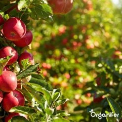 Koemestkorrels 3in1 (20Kg Voor 200m2) Allround Organische Meststof - Direct Opneembare Voeding - Langdurige Werking > 120 Dagen - Geurloos - Verbeterd Bodem - Lavameel Toevoeging - Versterkt Gras En Planten - Organifer 22 Koemestkorrels 3in1 (20Kg Voor 200m2) Allround Organische Meststof - Direct Opneembare Voeding - Langdurige Werking > 120 Dagen - Geurloos - Verbeterd Bodem - Lavameel Toevoeging - Versterkt Gras En Planten - Organifer -Tuinen Speciaal Winkel 1200x1200 1846