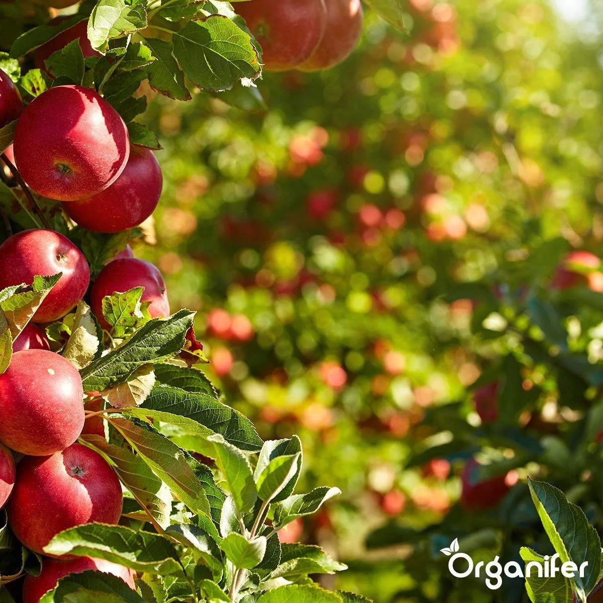 Koemestkorrels 3in1 (20Kg Voor 200m2) Allround Organische Meststof - Direct Opneembare Voeding - Langdurige Werking > 120 Dagen - Geurloos - Verbeterd Bodem - Lavameel Toevoeging - Versterkt Gras En Planten - Organifer 12 Koemestkorrels 3in1 (20Kg Voor 200m2) Allround Organische Meststof - Direct Opneembare Voeding - Langdurige Werking > 120 Dagen - Geurloos - Verbeterd Bodem - Lavameel Toevoeging - Versterkt Gras En Planten - Organifer - Afbeelding 10