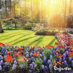 Koemestkorrels 3in1 (20Kg Voor 200m2) Allround Organische Meststof - Direct Opneembare Voeding - Langdurige Werking > 120 Dagen - Geurloos - Verbeterd Bodem - Lavameel Toevoeging - Versterkt Gras En Planten - Organifer 23 Koemestkorrels 3in1 (20Kg Voor 200m2) Allround Organische Meststof - Direct Opneembare Voeding - Langdurige Werking > 120 Dagen - Geurloos - Verbeterd Bodem - Lavameel Toevoeging - Versterkt Gras En Planten - Organifer -Tuinen Speciaal Winkel 1200x1200 1847