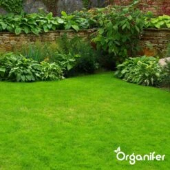 IJzersulfaat Meststof – Mos Verwijderaar – 5kg -Voor 250m2 (organifer) 16 IJzersulfaat Meststof – Mos Verwijderaar – 5kg -Voor 250m2 (organifer) -Tuinen Speciaal Winkel 1200x1200 1856