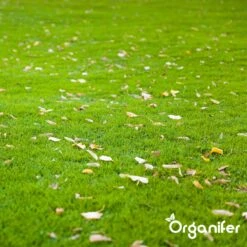 IJzersulfaat Meststof – Mos Verwijderaar – 5kg -Voor 250m2 (organifer) 19 IJzersulfaat Meststof – Mos Verwijderaar – 5kg -Voor 250m2 (organifer) -Tuinen Speciaal Winkel 1200x1200 1859