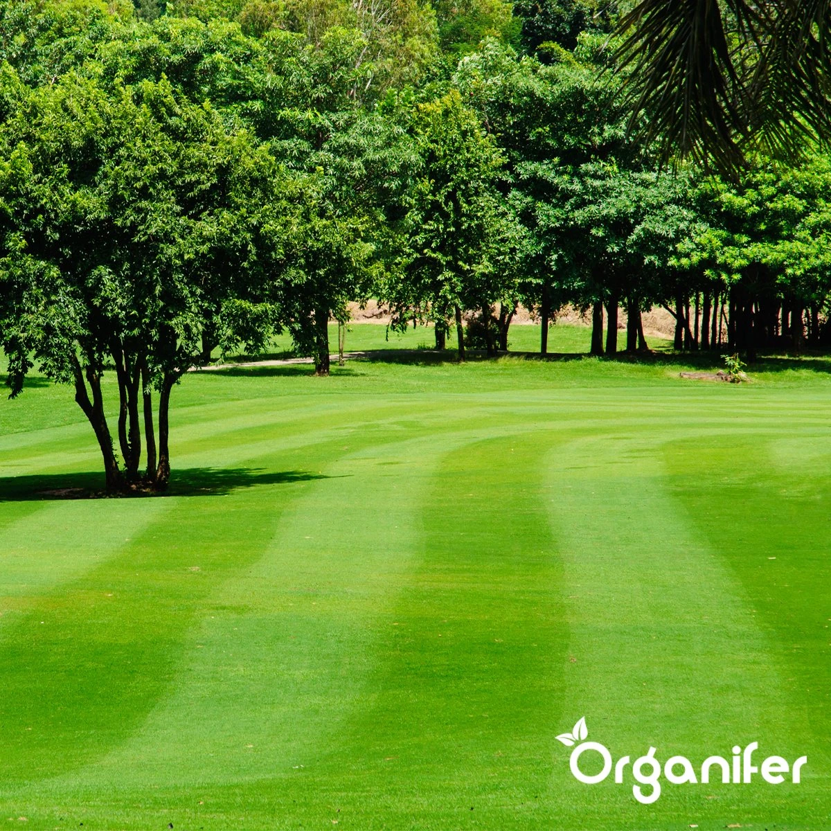 IJzersulfaat Meststof – Mos Verwijderaar – 5kg -Voor 250m2 (organifer) 9 IJzersulfaat Meststof – Mos Verwijderaar – 5kg -Voor 250m2 (organifer) - Afbeelding 7