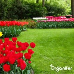 IJzersulfaat Meststof – Mos Verwijderaar – 5kg -Voor 250m2 (organifer) 22 IJzersulfaat Meststof – Mos Verwijderaar – 5kg -Voor 250m2 (organifer) -Tuinen Speciaal Winkel 1200x1200 1862