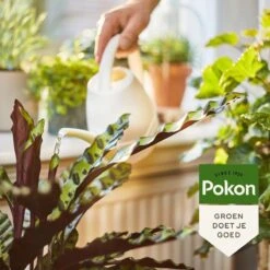 Pokon Bio Kamerplanten Voeding - 1l - Plantenvoeding (bio) - 7ml Per 1L Water -Tuinen Speciaal Winkel 1200x1200 1866