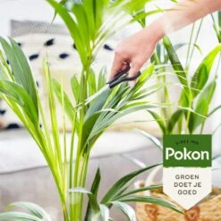 Pokon Bio Palm Voeding - 250ml - Plantenvoeding (bio) - 7ml Per 1L Water 14 Pokon Bio Palm Voeding - 250ml - Plantenvoeding (bio) - 7ml Per 1L Water -Tuinen Speciaal Winkel 1200x1200 1870