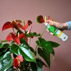 Pokon Bladglans 250ml -Tuinen Speciaal Winkel 1200x1200 1872