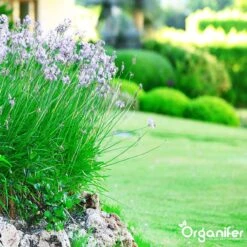 Lavameel Uit Eifel Oergesteente (20Kg Voor 200m2) Organifer -Tuinen Speciaal Winkel 1200x1200 1877