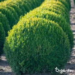 Lavameel Uit Eifel Oergesteente (20Kg Voor 200m2) Organifer -Tuinen Speciaal Winkel 1200x1200 1879