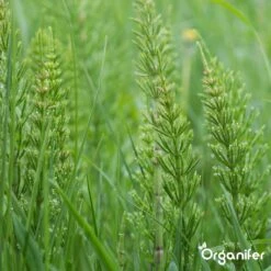 Lavameel Uit Eifel Oergesteente (20Kg Voor 200m2) Organifer -Tuinen Speciaal Winkel 1200x1200 1881