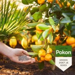 Pokon Mediterrane Planten Mest - 1kg - Meststof - 3-in-1 Werking -Tuinen Speciaal Winkel 1200x1200 1934