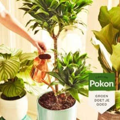 Pokon Kamerplanten Voeding - 500ml - Plantenvoeding - 20ml Per 1L Water -Tuinen Speciaal Winkel 1200x1200 1939