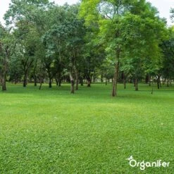 Kalk Korrel Meststof Verrijkt Met Magnesium (20Kg - Voor 400m2) Voor Dieper Bladgroen (+PH) Speciaal Voor Gazon, Perken, Moestuin En Openbaar Groen - Organifer -Tuinen Speciaal Winkel 1200x1200 1955