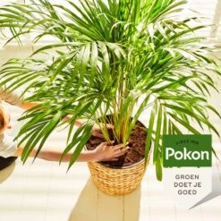 Pokon Palm Voeding - 250ml - Plantenvoeding - 10ml Per 1L Water -Tuinen Speciaal Winkel 1200x1200 1960