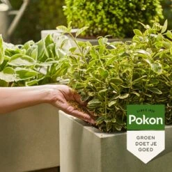 Pokon Voedingskorrels Voor Groene Planten - 800gr - 180 Dagen Voeding - Plantenvoeding -Tuinen Speciaal Winkel 1200x1200 1962