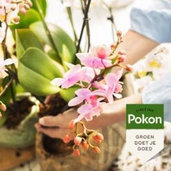 Pokon Orchidee Voeding - 500ml - Plantenvoeding - 10ml Per 1L Water -Tuinen Speciaal Winkel 1200x1200 1963