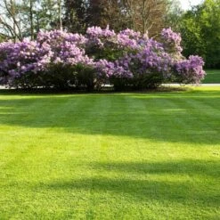 Snelwerkende Gazonmest Voor 100m² Gras | Meststof Voor Lente En Zomer | Ideaal Voor Meststofstrooier | Gazonbemesting -Tuinen Speciaal Winkel 1200x1200 1980