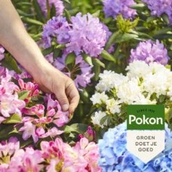 Pokon Rhododendron, Hortensia & Azalea Mest - 1kg - Meststof - 3-in-1 Werking -Tuinen Speciaal Winkel 1200x1200 1987