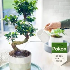 Pokon Bio Bonsai Voeding - 250ml - Plantenvoeding (bio) - 7ml Per 1L Water 14 Pokon Bio Bonsai Voeding - 250ml - Plantenvoeding (bio) - 7ml Per 1L Water -Tuinen Speciaal Winkel 1200x1200 2004