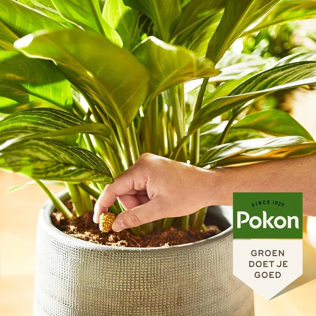 Pokon Kamerplanten Voedingskegels - 10st - Plantenvoeding - 6 Maanden Voeding 6 Pokon Kamerplanten Voedingskegels - 10st - Plantenvoeding - 6 Maanden Voeding - Afbeelding 4