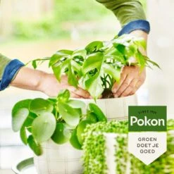 Pokon Bio Groene Planten Voeding - 500ml - Plantenvoeding (bio) - 7ml Per 1L Water -Tuinen Speciaal Winkel 1200x1200 2023