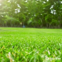 Gazonmest All-In-One (5Kg - Voor 100m2) Voor Een Diepgroen Sterk Gazon Zonder Mos En Onkruid - Complete Meststof Met Kalk En Grasversterker - Organifer -Tuinen Speciaal Winkel 1200x1200 2031