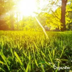 Gazonmest All-In-One (5Kg - Voor 100m2) Voor Een Diepgroen Sterk Gazon Zonder Mos En Onkruid - Complete Meststof Met Kalk En Grasversterker - Organifer -Tuinen Speciaal Winkel 1200x1200 2042