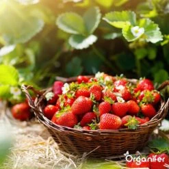 Lavagruis Uit Eifel Oergesteente (20Kg Voor 200m2) Grof Lavameel 0-2mm - Organifer -Tuinen Speciaal Winkel 1200x1200 2091