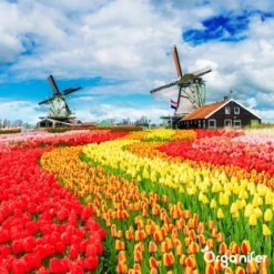 Lavagruis Uit Eifel Oergesteente (20Kg Voor 200m2) Grof Lavameel 0-2mm - Organifer -Tuinen Speciaal Winkel 1200x1200 2092