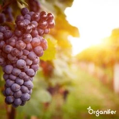 Lavagruis Uit Eifel Oergesteente (20Kg Voor 200m2) Grof Lavameel 0-2mm - Organifer -Tuinen Speciaal Winkel 1200x1200 2093