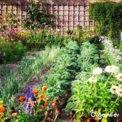 Lavagruis Uit Eifel Oergesteente (20Kg Voor 200m2) Grof Lavameel 0-2mm - Organifer -Tuinen Speciaal Winkel 1200x1200 2102