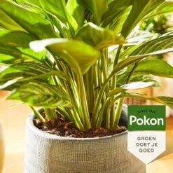 Pokon Groene Planten Voeding - 500ml - Plantenvoeding - 20ml Per 1L Water -Tuinen Speciaal Winkel 1200x1200 2104