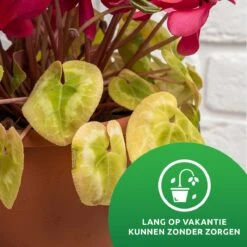 SKYARD® Waterdruppelaar Set Van 10 – Watergeefsysteem Geschikt Binnen (Kamerplanten) En Buiten – Bewateringssysteem Met Instelbare Druppelsnelheid - Irrigatiesysteem - Planten Watergever - Waterbol -Tuinen Speciaal Winkel 1200x1200 267