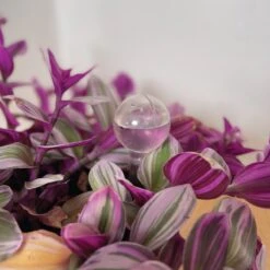 Merkloos JADI - Druppelsysteem - Waterdruppelaar Voor Uw Planten - Set Van 6 Stuks - 3 Grote & 3 Kleine - Transparante Waterbollen -Tuinen Speciaal Winkel 1200x1200 271