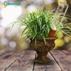 Bloomin Waterdruppelaar Van Terracotta - Waterdruppelaar Voor Planten - Druppelsysteem - Irrigatiesysteem - Watergeefsysteem - Bewateringssysteem - 8 Stuks -Tuinen Speciaal Winkel 1200x1200 318