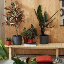 Elho B.for Soft Rond 22 - Bloempot Voor Binnen - Ø 22.3 X H 20.4 Cm - Zwart/Antraciet -Tuinen Speciaal Winkel 1200x1200 653