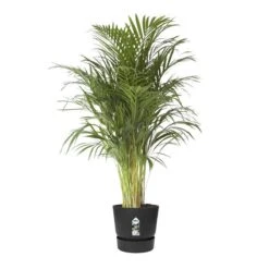 Elho Greenville Rond 40 - Grote Bloempot Voor Buiten - Gemaakt Van Gereycled Plastic - Ø 39.0 X H 36.8 Cm - Living Black -Tuinen Speciaal Winkel 1200x1200 730